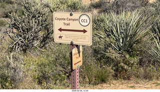Scottsdale - Granite Mountain Hike - crested saguaro cactus