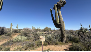 Scottsdale - Granite Mountain Hike - crested saguaro cactus