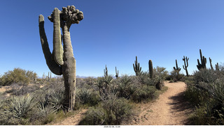 Scottsdale - Granite Mountain Hike - crested saguaro cactus