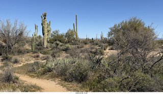 Scottsdale - Granite Mountain Hike - crested saguaro cactus