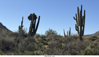 Scottsdale - Granite Mountain Hike - crested saguaro cactus