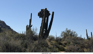 Scottsdale - Granite Mountain Hike - crested saguaro cactus