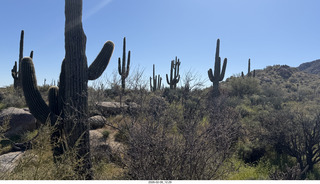 Scottsdale - Granite Mountain Hike - crested saguaro cactus