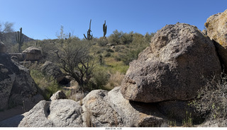 Scottsdale - Granite Mountain Hike - crested saguaro cactus