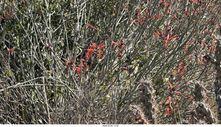 Scottsdale - Granite Mountain Hike - orange flowers