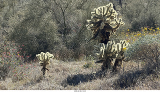 Scottsdale - Granite Mountain Hike - cholla cactus that look like they're glowing