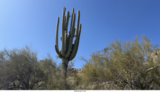 Scottsdale - Granite Mountain Hike - huge saguaro cactus