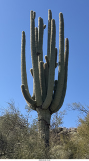 Scottsdale - Granite Mountain Hike - huge saguaro cactus