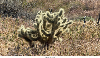 Scottsdale - Granite Mountain Hike - huge saguaro cactus
