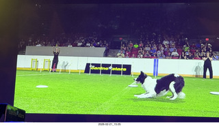Chandler Arts - Canine Stars Stunt Dog Show