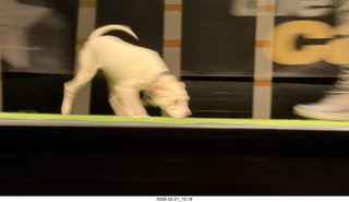Chandler Arts - Canine Stars Stunt Dog Show