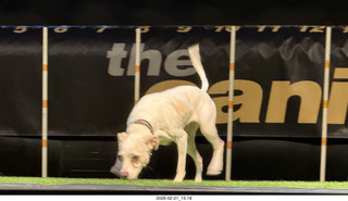 Chandler Arts - Canine Stars Stunt Dog Show - program