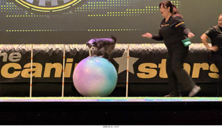 Chandler Arts - Canine Stars Stunt Dog Show
