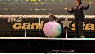 Chandler Arts - Canine Stars Stunt Dog Show