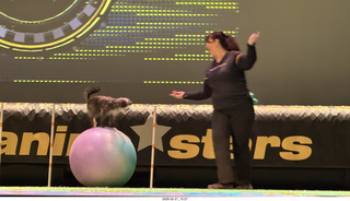 Chandler Arts - Canine Stars Stunt Dog Show
