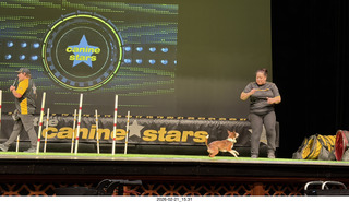 Chandler Arts - Canine Stars Stunt Dog Show