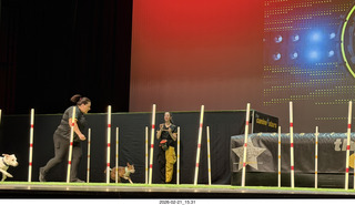 Chandler Arts - Canine Stars Stunt Dog Show