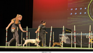 Chandler Arts - Canine Stars Stunt Dog Show