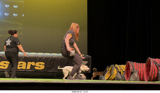 Chandler Arts - Canine Stars Stunt Dog Show