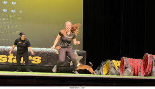 Chandler Arts - Canine Stars Stunt Dog Show