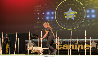 Chandler Arts - Canine Stars Stunt Dog Show