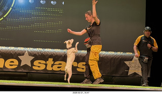 Chandler Arts - Canine Stars Stunt Dog Show