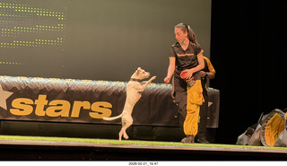 Chandler Arts - Canine Stars Stunt Dog Show