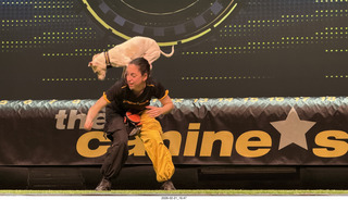Chandler Arts - Canine Stars Stunt Dog Show