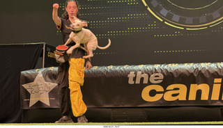 Chandler Arts - Canine Stars Stunt Dog Show