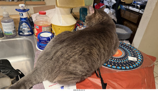 cat Potato in a bag