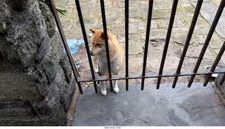 Apollo the dog