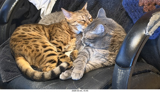 my cats Pickle and Potato