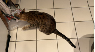 cat Pickle examining the packing strap