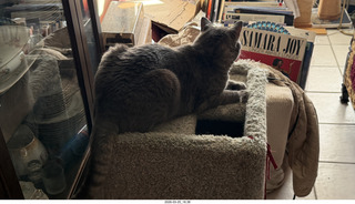 cat Potato