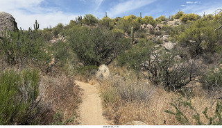 Scottsdale - Granite Mountain hike - flowers