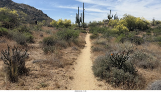 Scottsdale - Granite Mountain hike - flowers