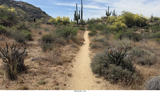 Scottsdale - Granite Mountain hike - flowers