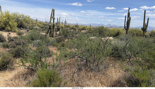 Scottsdale - Granite Mountain hike - flowers