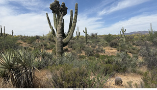 Scottsdale - Granite Mountain hike - flowers