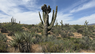 Scottsdale - Granite Mountain hike - flowers