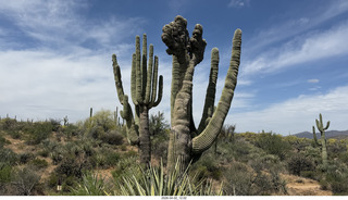 Scottsdale - Granite Mountain hike - flowers