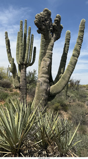 Scottsdale - Granite Mountain hike - flowers