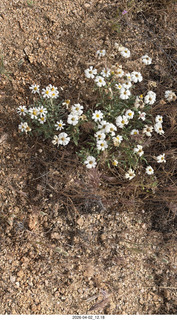 Scottsdale - Granite Mountain hike - flowers