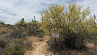 Scottsdale - Granite Mountain hike - flowers