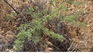 Scottsdale - Granite Mountain hike - flowers