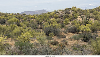 Scottsdale - Granite Mountain hike - flowers
