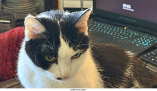 my cat Scruffles