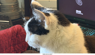 my cat Scruffles