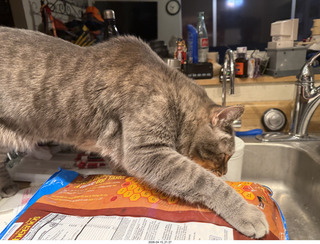 cereal bag with cat Pickle