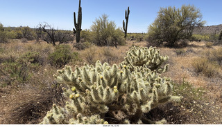 Scottsdale- Granite Mountain hike - flowers